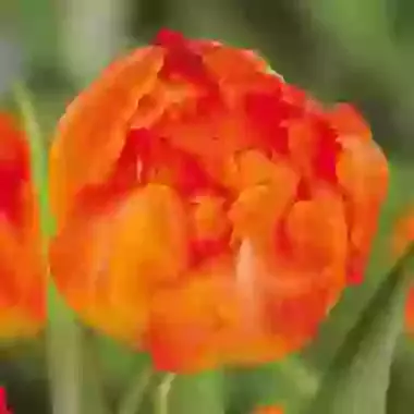 Monte Orange